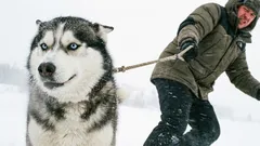 経験の浅い飼い主のミスを許さない10の犬種