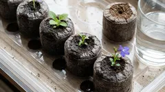 ペレットかピートモスか：土いじりの手間を省くために、苗にはどちらが適しているか